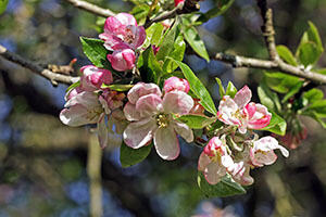 Apfelbaumblüten