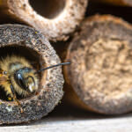 Wildbienen des Jahres – von Sandbiene bis Holzbiene