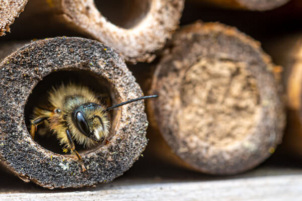 Wildbienen