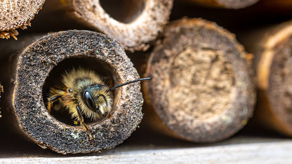 Wildbienen