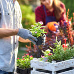 Mein erster Garten – Die ersten Schritte zum eigenen Gemüsegarten