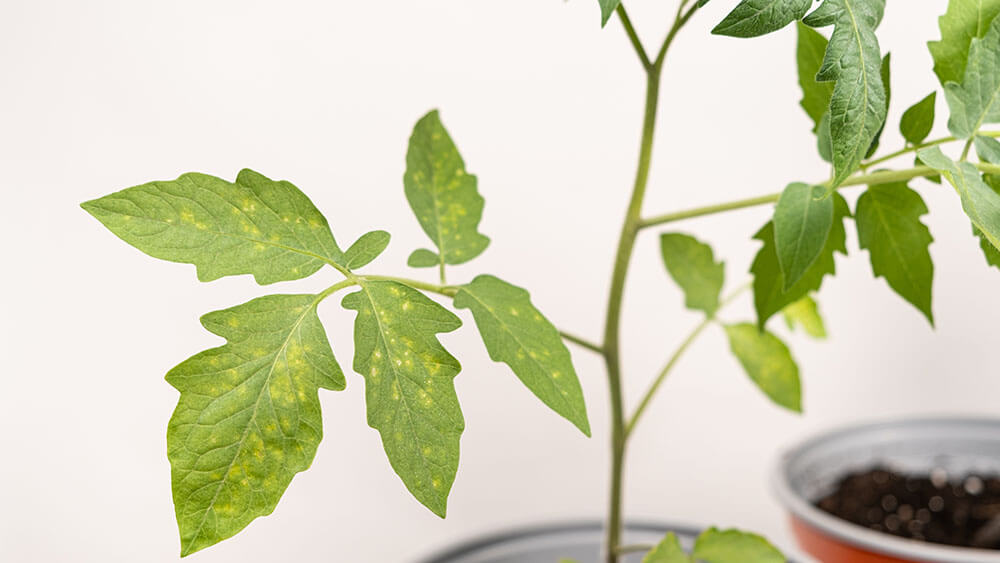 Blattfleckenkrankheit im Garten: Was Sie dagegen tun können