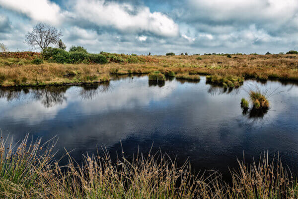 Moor