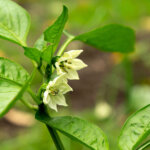 Chili per Hand befruchten – so klappt es auch mit der Ernte