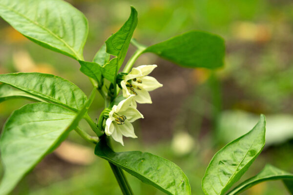 Chiliblüte