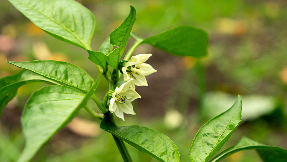 Chili per Hand befruchten – so klappt es auch mit der Ernte