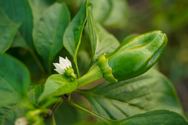 Chilipflanze