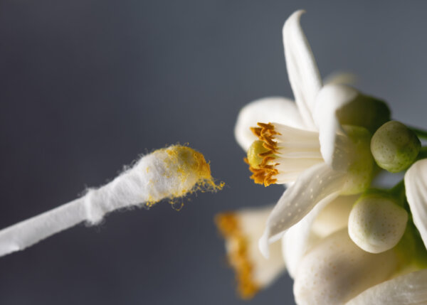 Bestäubung Blüte