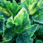 Blätter von Gemüsepflanzen abschneiden: Ja oder nein?