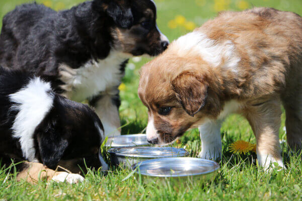 Hunde mit Wasser Napf