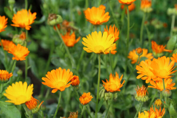 Ringelblumen