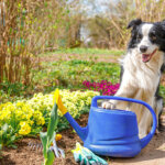Hund zuhause – so wird Ihr Garten hundefreundlich