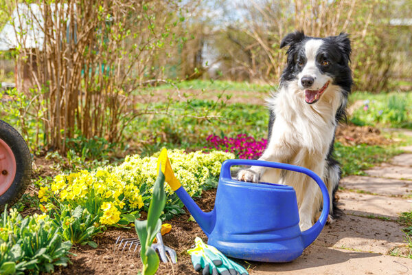 Hund im Garten