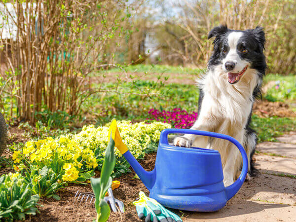Hund zuhause – so wird Ihr Garten hundefreundlich