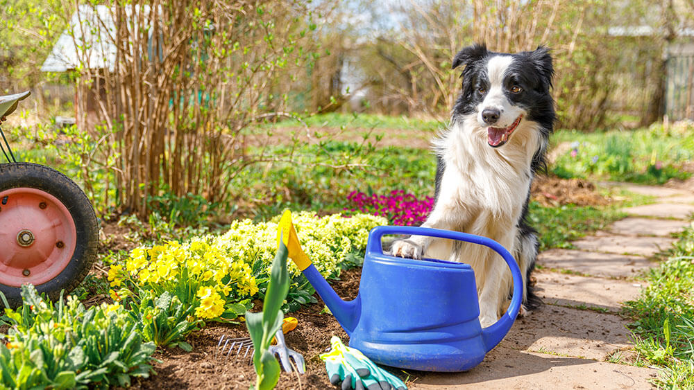 Hund im Garten