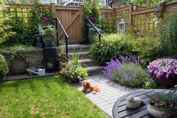 Hund im kleinen Garten