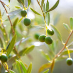 Olivenbaum pflegen – ein Stück mediterranes Flair