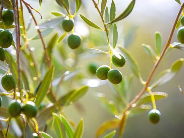 Olivenbaum pflegen – ein Stück mediterranes Flair