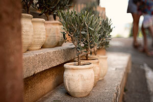 Olivenbäume in Terrakottatopf 