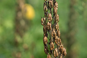 Rittersporn Samen