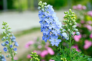 hellblauer Rittersporn