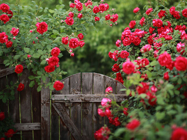Rosen im Garten – die Königin der Blumen verzaubert in vielen Farben