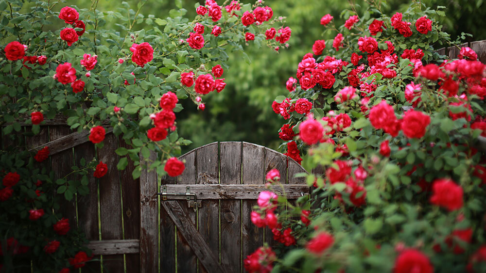 Rosen im Garten – die Königin der Blumen verzaubert in vielen Farben
