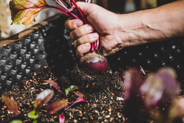 Rote Bete in Hand