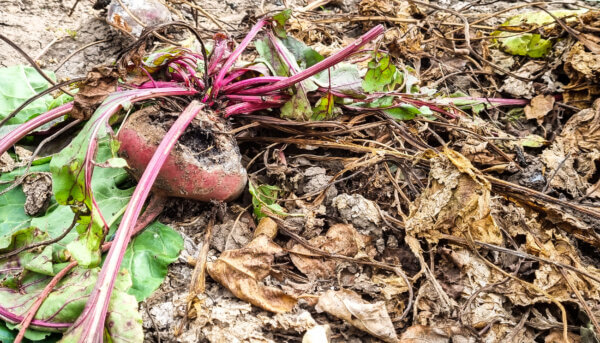 faulende Rote Bete