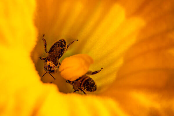 Bienen in Zucchiniblüte