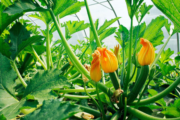 Zucchinis