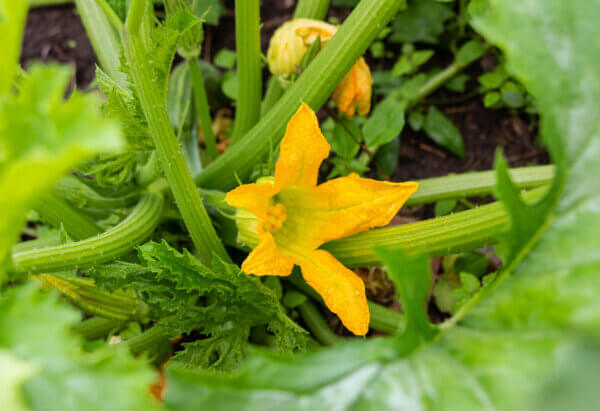Zucchiniblüte