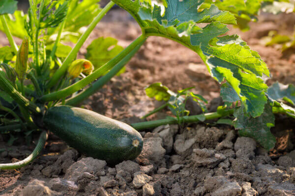 Zucchini auf Boden