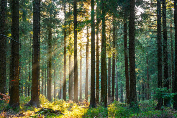 Bäume Wald