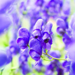 Blaue Eisenhut