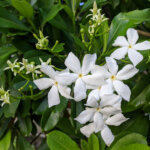Zerberusbaum