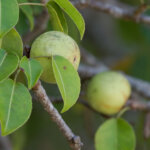 Manchinelbaum