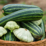 Ungewolltes Verkreuzen von Kürbis, Gurken oder Zucchini: Wie lässt es sich vermeiden?