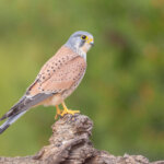 Turmfalke