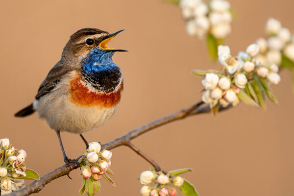 Vogel auf Ast