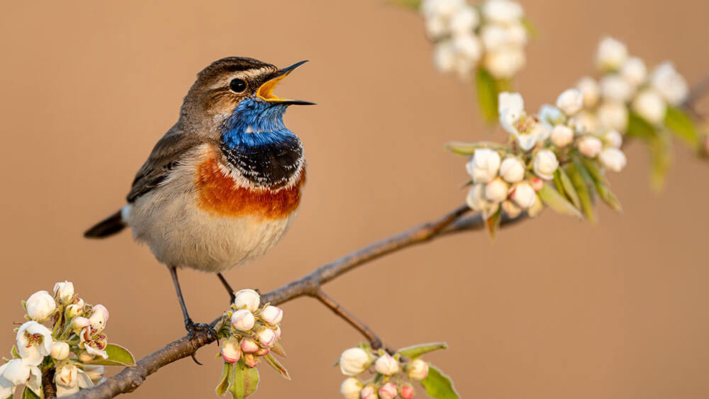 Vogel des Jahres – von Wanderfalke bis Kiebitz