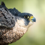 Wanderfalke