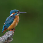 Eisvogel