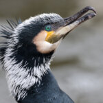 Kormoran