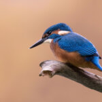 Eisvogel