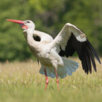Weißstorch