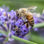 Insektenfreundliche Blumen – so locken Sie Insekten in den Garten