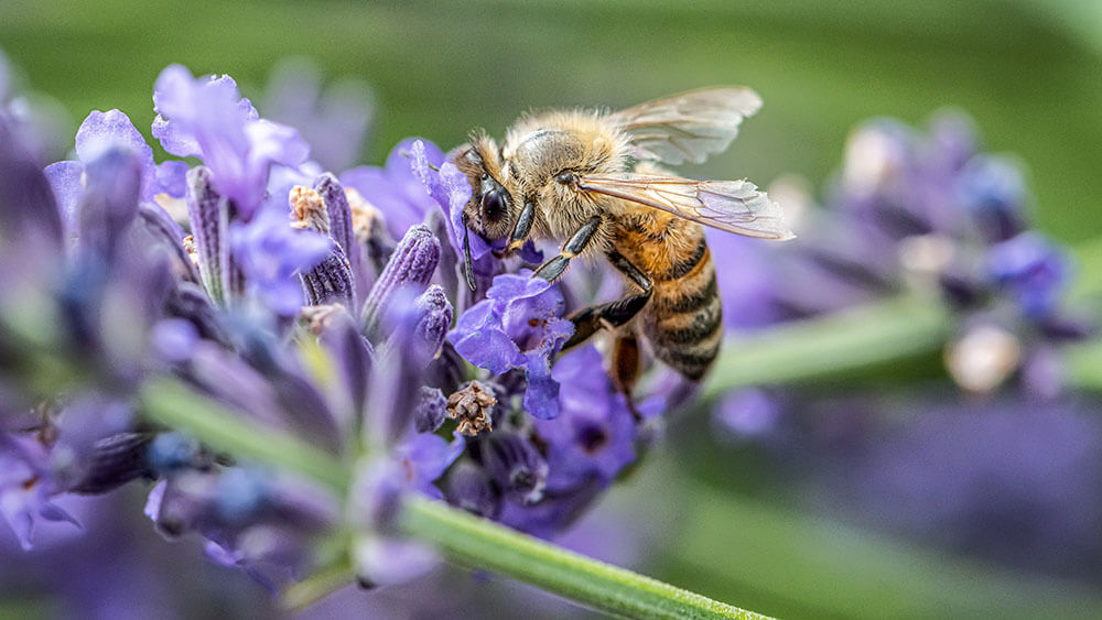 Insektenfreundliche Blumen – so locken Sie Insekten in den Garten