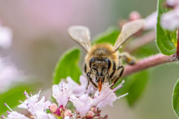 Biene auf Blume