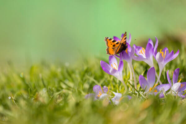 Schmetterling auf Krokus